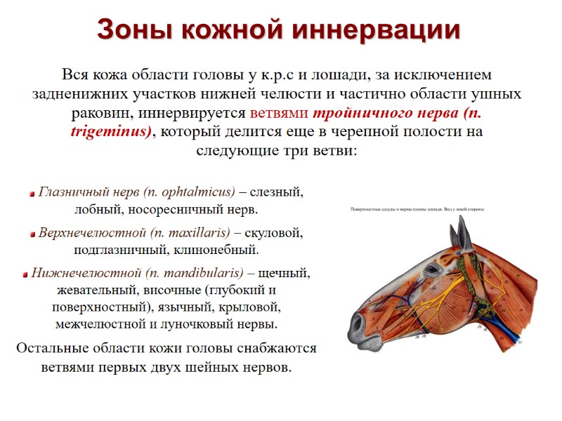 Зоны кожной иннервации Глазничный нерв (n. оphtalmicus) – слезный, лобный, носоресничный нерв. Зоны кожной иннервации Глазничный нерв (n. оphtalmicus) – слезный, лобный, носоресничный нерв.